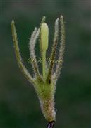  Calyx and Pistil